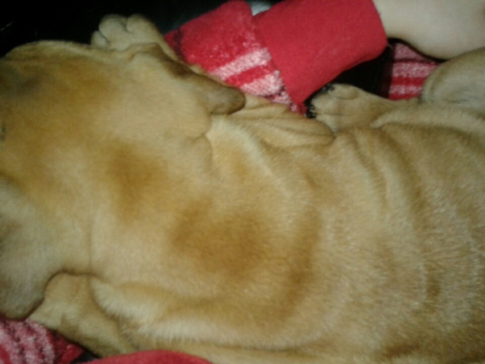 LexisMiller7's tweet photo. GUYS LOOK I GOT A NEW PUPPER! https://t.co/0l5j7rwBOv