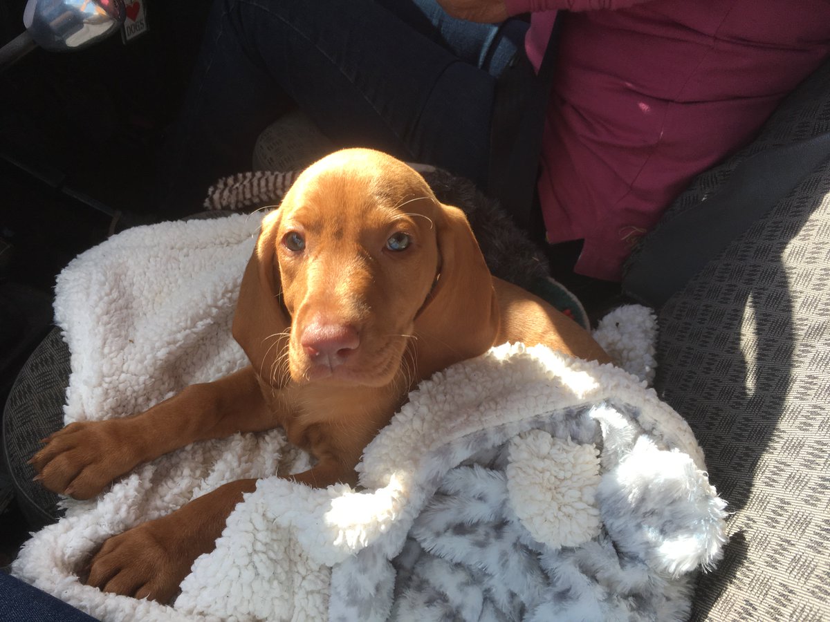 rivendalephysio's tweet photo. Welcome to the family Myla 😍 https://t.co/C90F8zpye6