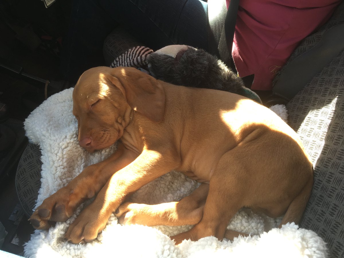 rivendalephysio's tweet photo. Welcome to the family Myla 😍 https://t.co/C90F8zpye6