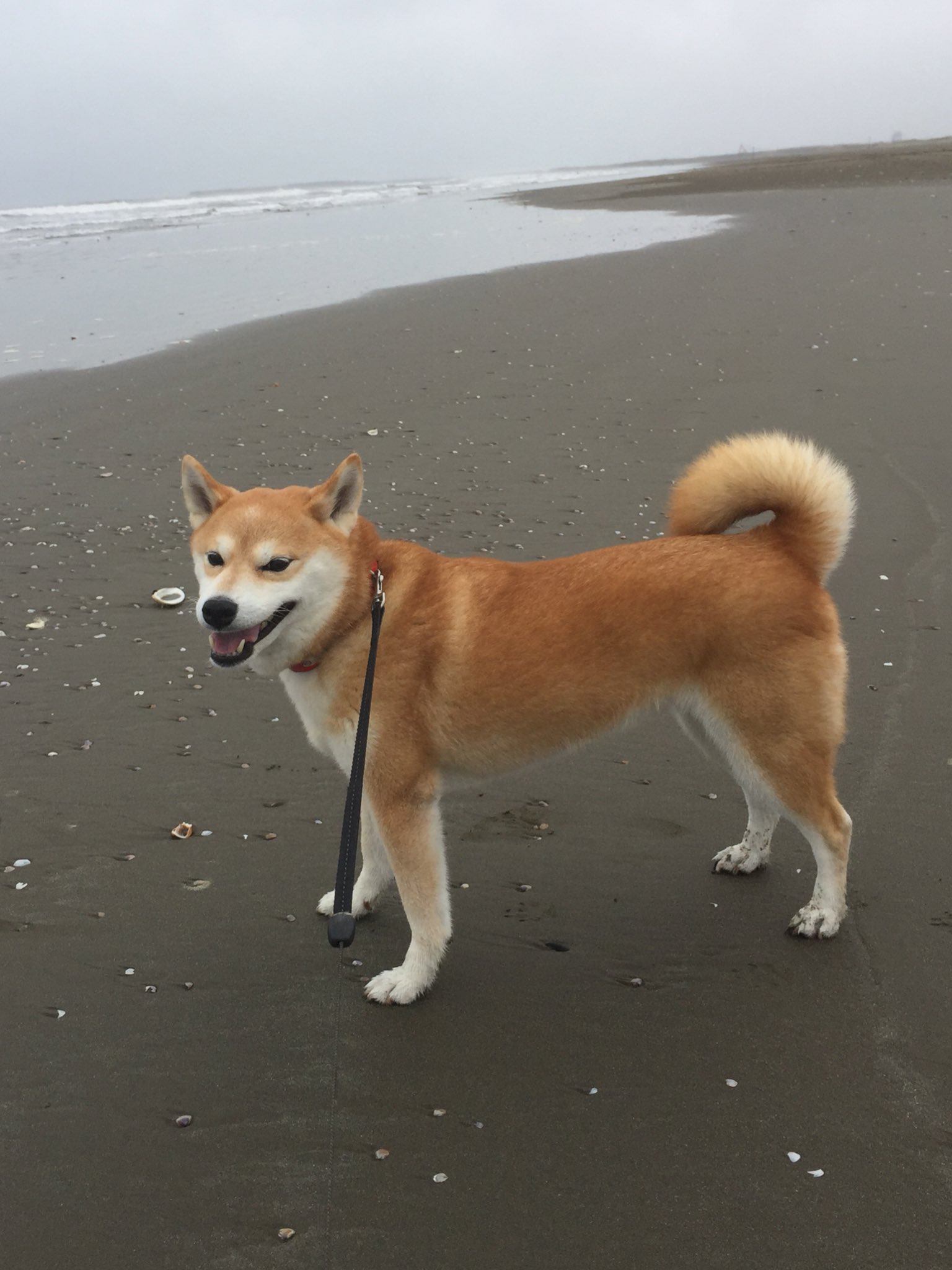 砂浜ではしゃいでいた犬に おうち帰ろうかー と言った途端この顔であるwwwww えのげ 砂浜ではしゃいでいた犬に おうち帰ろうかー と言った途端この顔であるwwwww えのげ