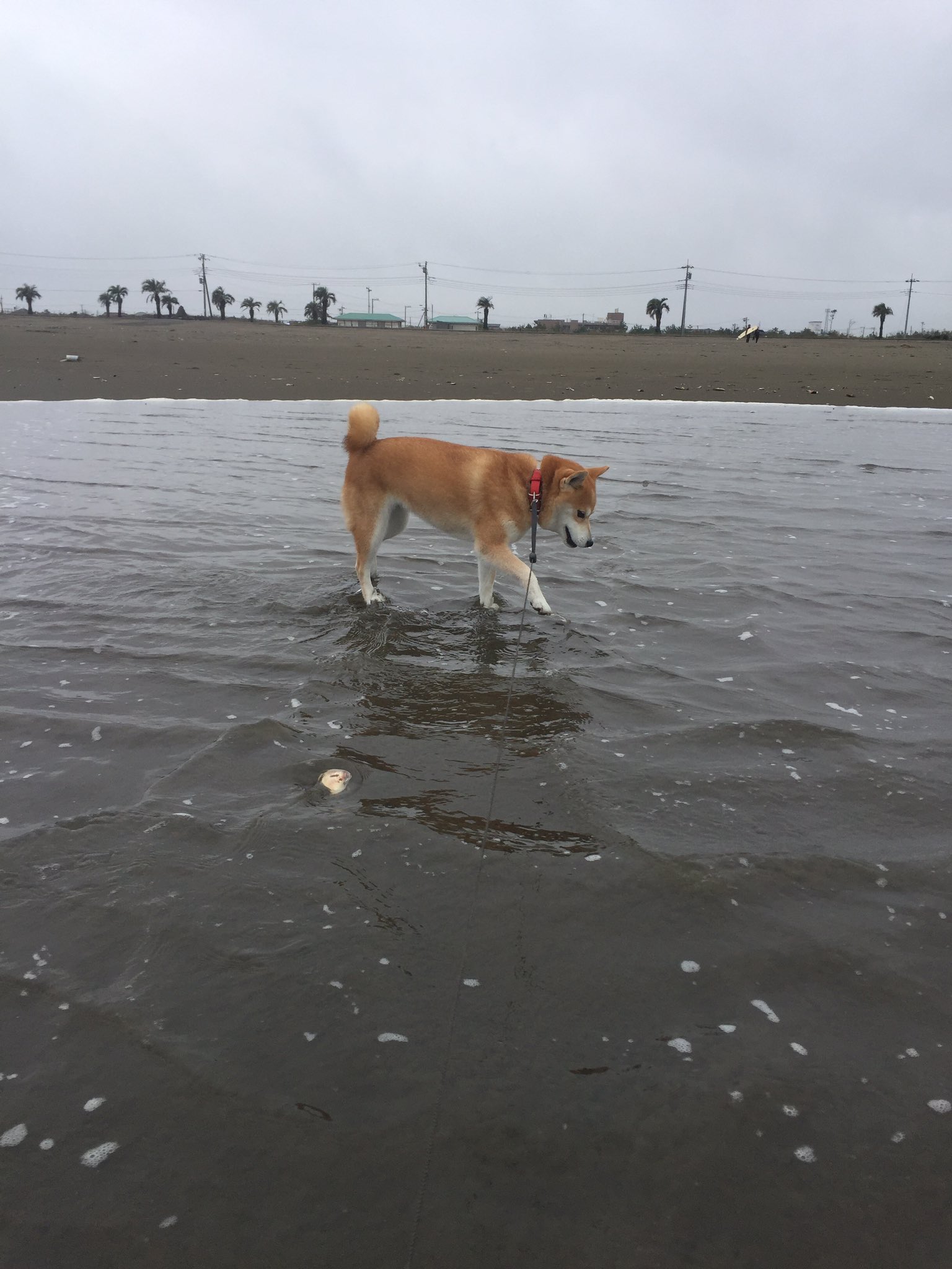 砂浜ではしゃいでいた犬に おうち帰ろうかー と言った途端この顔であるwwwww えのげ 砂浜ではしゃいでいた犬に おうち帰ろうかー と言った途端この顔であるwwwww えのげ