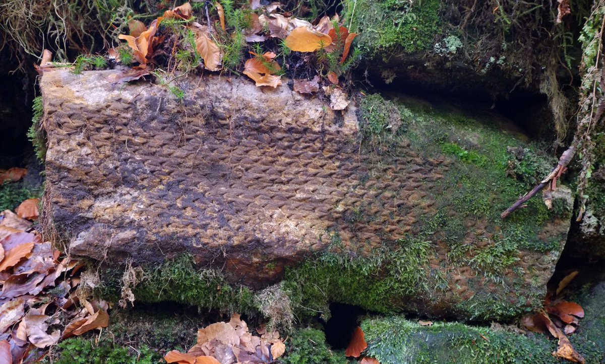 scotfot's tweet image. Just found this in an old wall in the woods this morning... 300+ million year lepidodendron - fossil tree trunk😃