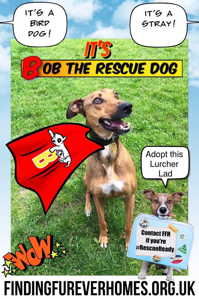 karen73984451's tweet photo. #Saturdaysarefortheboys #handdome , happy , Chappy ready &amp; waiting on a super duper home 🏡 plz rt #Bob @NWDogRescue https://t.co/Eb8WKsLlYO