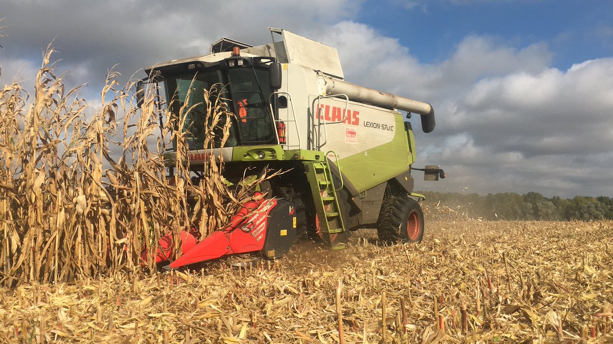 sarllefevre's tweet photo. Simple, robuste, fiable, rien ne vaut une @CLAASFrance Lexion 570 C pour les maรฏs ๐ฝ #Claas #Lexion #Corn2017 https://t.co/4CnIA8nPOd