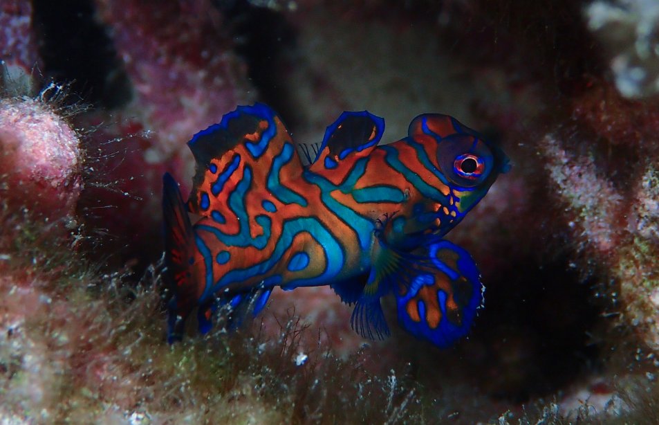 blueseasonbali's tweet image. Do you know where in #Bali you can see those beautiful #MandarinFish? Check it out here: baliocean.com/safari/safarim…