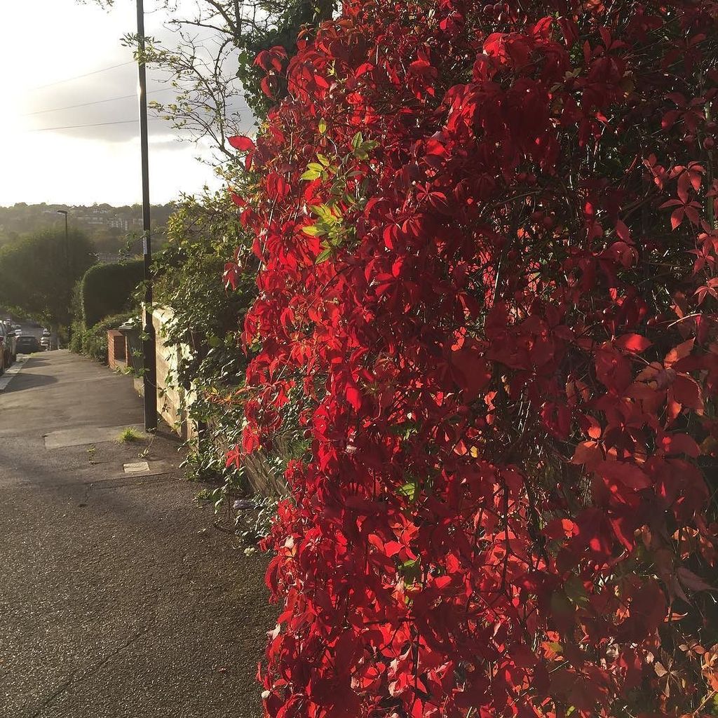 Ottoman_st's tweet photo. Autumn you beauty #seasons #autumn #autumnwalks #nature #drama #london https://t.co/ndnsdE07ic https://t.co/JTq5maHuRr