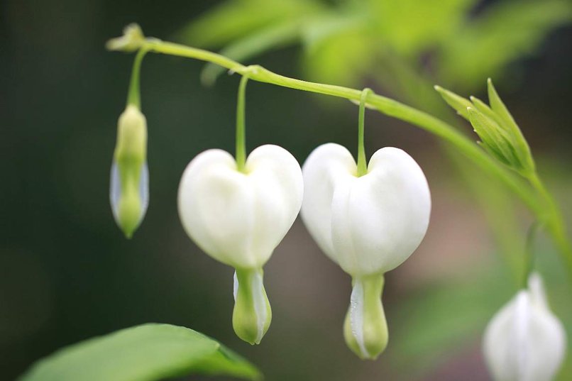 美しい花の画像 Hd限定可愛い 花 言葉