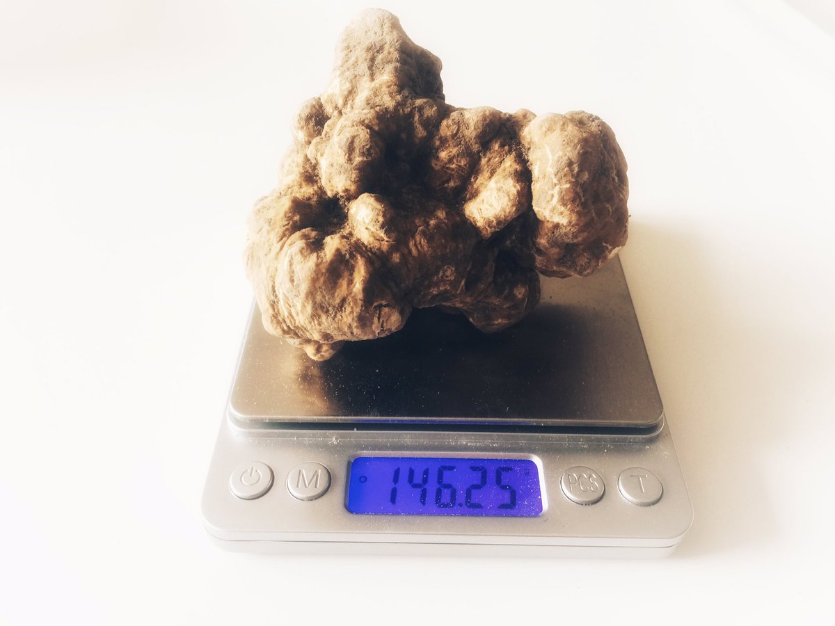 QuirinaleResto's tweet photo. The cream of the crop 🍄🍂@QuirinaleResto #tartufobianco #luxuryfood #italiandelicacies #trufflemenu https://t.co/G9gLEIQT8z