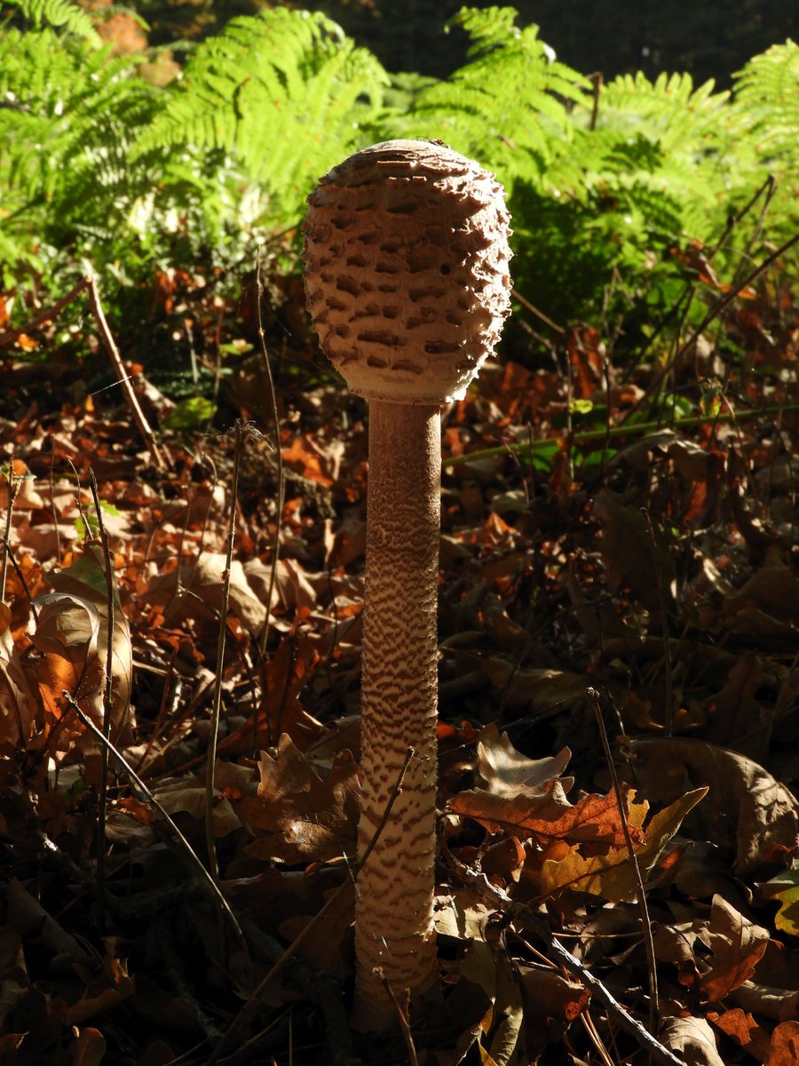 JanH89245962's tweet photo. Raadseltje : Wat staat in het #Rodebos en heeft een hoed van 30 cm ? https://t.co/xP1v8KMfRV