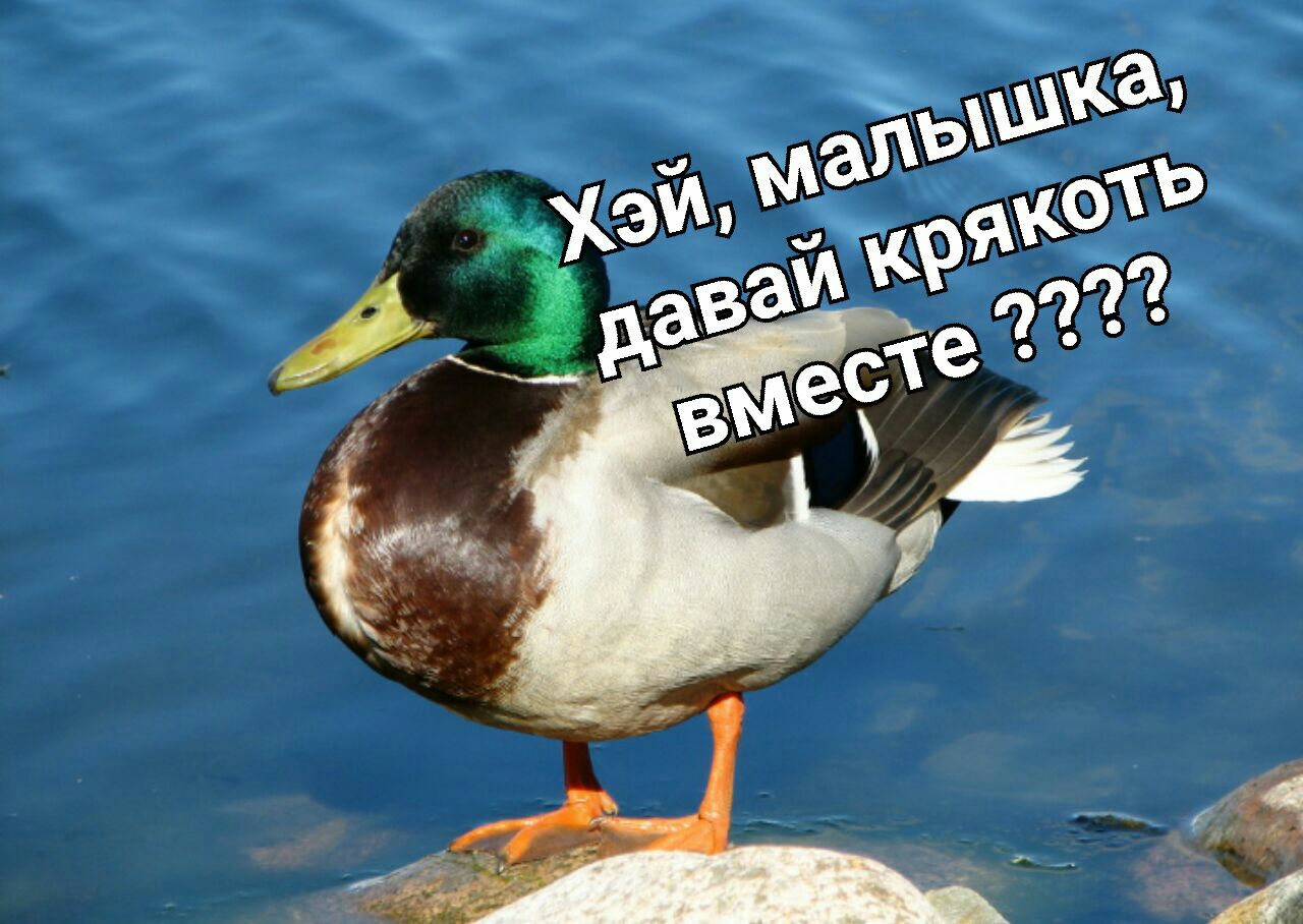 Утки породы кряква