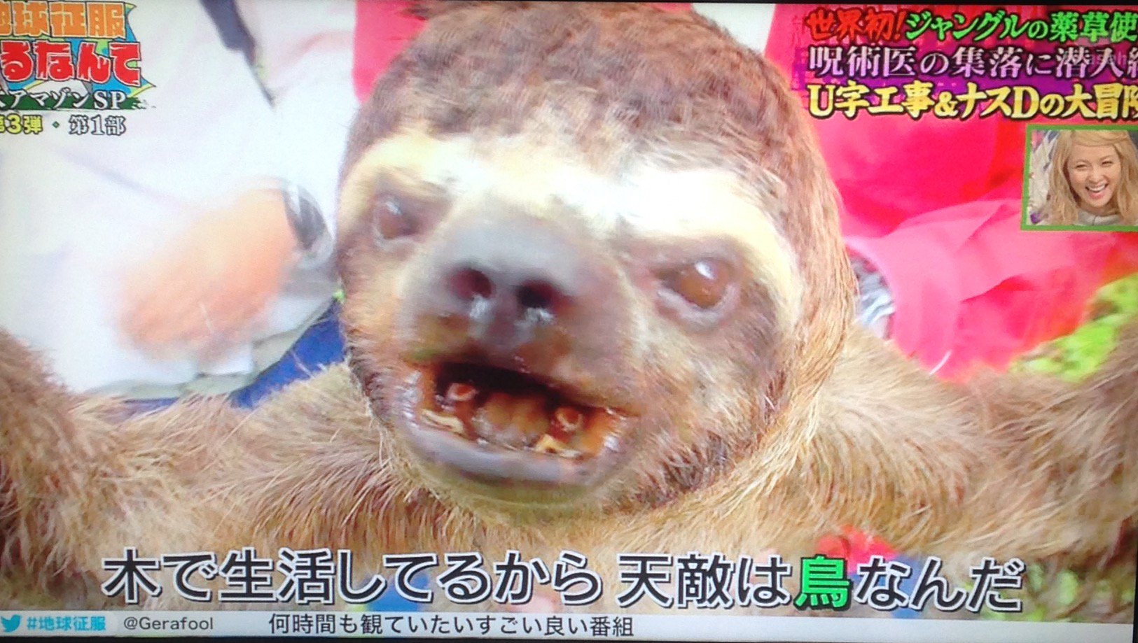 海老原いすみ 薬目的でアリクイがハントされるのを見るとシロサイの絶滅やら象牙の取引を想起してしまうけど ナマケモノは無事なんだよね 爪もツノも同じケラチンなのに 部族のボーダーラインが分からない 部族も動物も資本主義によって滅んで欲しくは