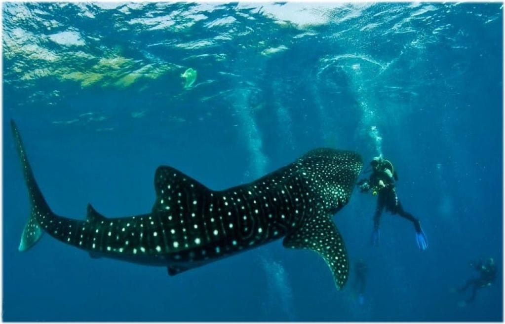 Wandergo_App's tweet photo. A Trip to Moalboal in Cebu City &amp; #Whaleshark #Diving Experience  @SouthPoleHotel https://t.co/cqyscv6vKZ https://t.co/pBsuje6YXW