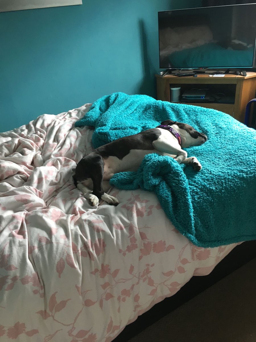 Adopted Rowntree looking very comfy in his new home #AdoptDontShop #threecountiesdogs #happystaffy #ithoughtyouwasntallowedonthebedlol