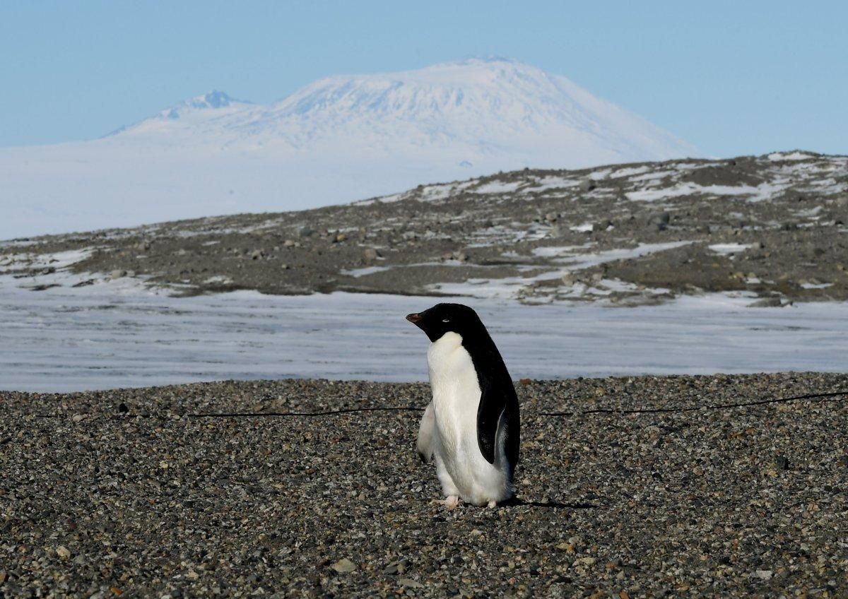 NYDailyNews's tweet image. Nearly 40,000 penguin chicks starved to death in Antarctica this year nydn.us/2yeNaXN