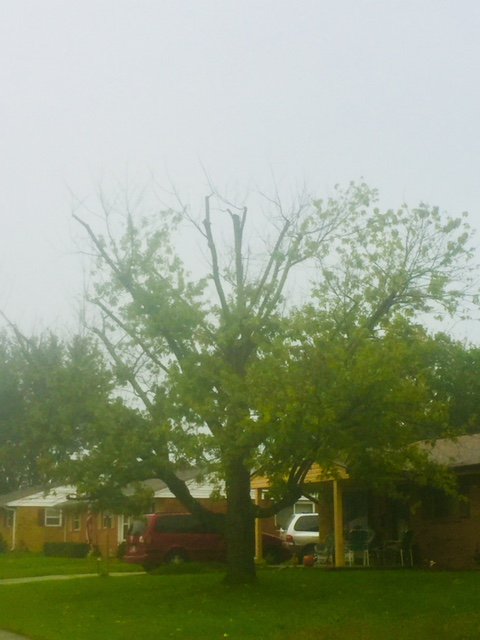 TreesRUsInc's tweet photo. Don't fall for the, topping my tree trap. Let our certified arborists prune & trim your trees properly
#treetopping https://t.co/kC4x8xicvL https://t.co/8qFZYIEtTE