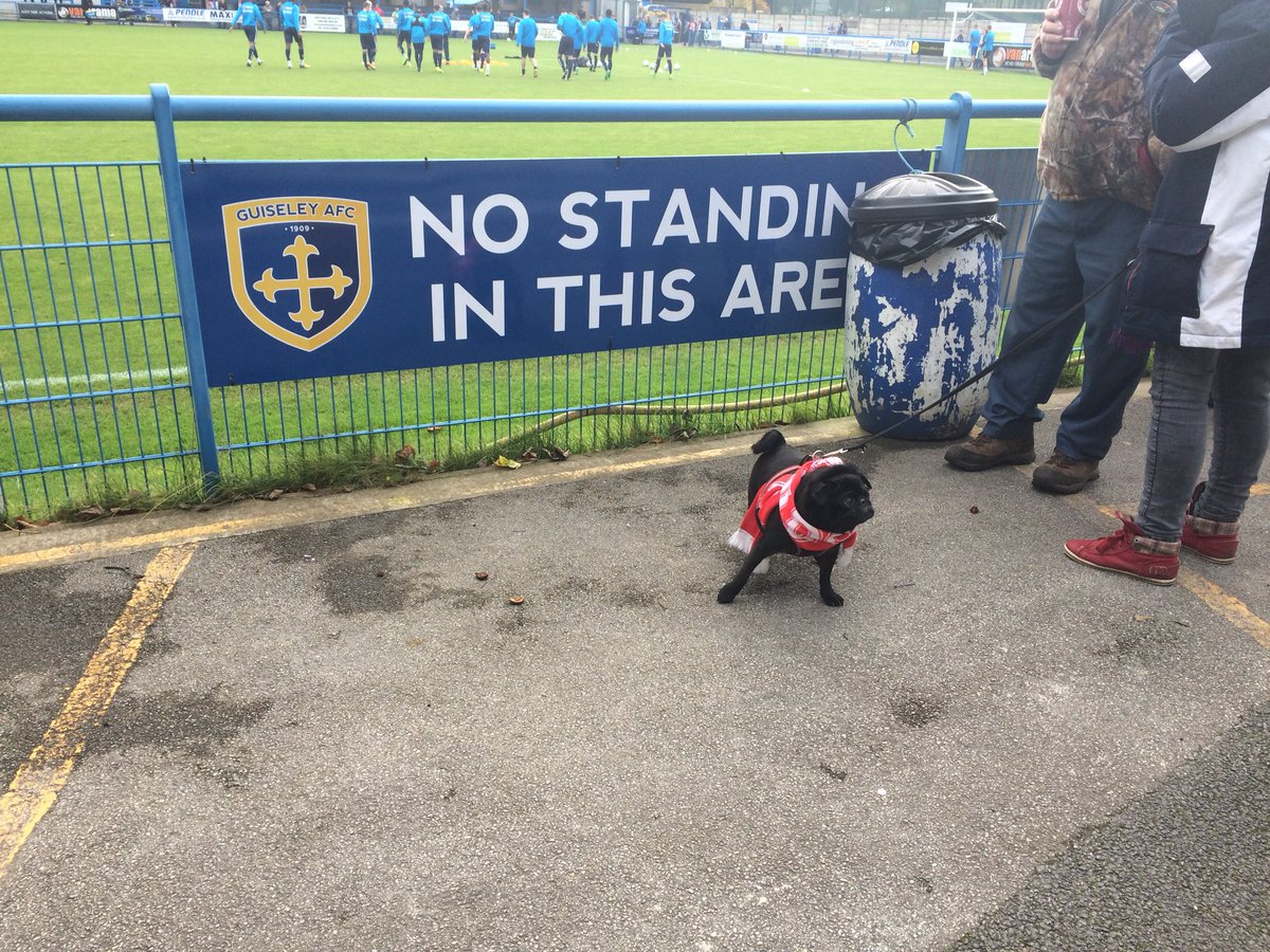 ThomasFeaheny's tweet photo. A @Official_SAFC supporting @nonleaguedogs is at Guiseley today #gafc https://t.co/EG3vC8rS2w