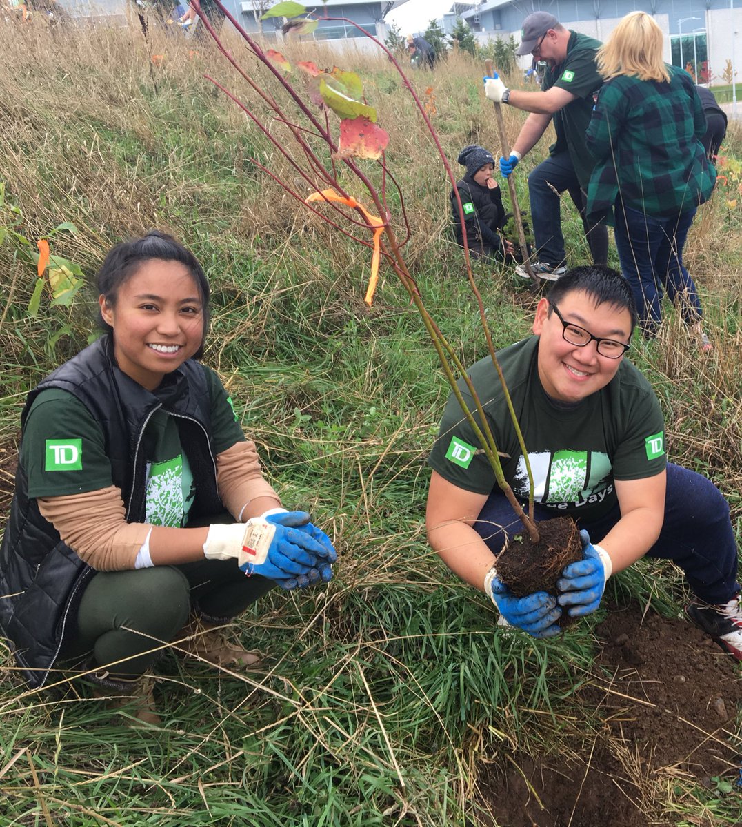 caitmcormier's tweet photo. Super fun planting over 300 trees at #TDTreeDays ! #TDCommonGround 🌲 @Dannywang1988 @AlfredaM @meaghanblyth https://t.co/devmdL54Na