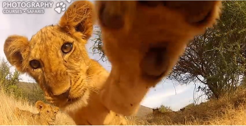 Wat gebeurt er als je in Kenia je GoPro-camera op de grond neerlegt? Dan speelt een kleine leeuw ermee! Kijk mee: youtu.be/QQcJXbhqt1s