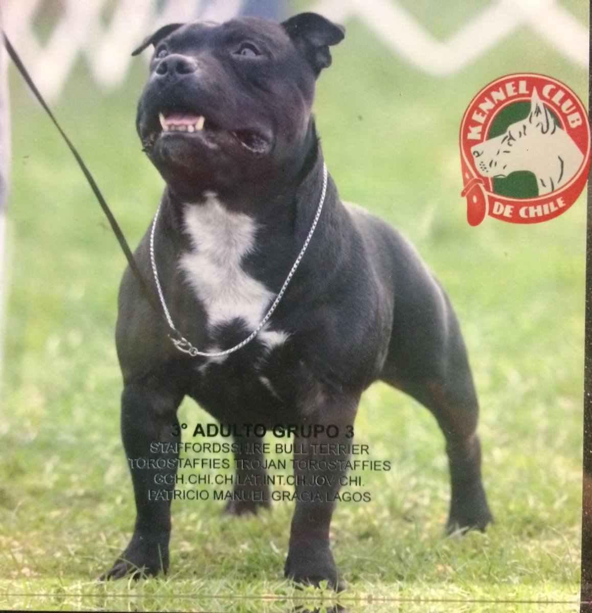 image de staffy