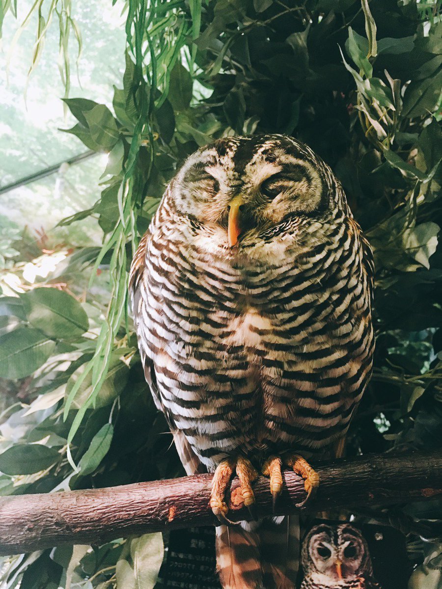 Milkyway 久々に動物雑学を ミミズクの頭の上にある耳みたいなやつは耳ではなく 羽角 羽毛の飾羽 です 基本的には羽角が有るものをミミズク 無いものをフクロウと呼びます 例外あり ミミズクやフクロウの耳は 目の横に左右非対称の高低差のある位置 Milkyway 久々に動物雑学を ミミズクの頭の上にある耳みたいなやつは耳ではなく 羽角 羽毛の飾羽 です 基本的には羽角が有るものをミミズク 無いものをフクロウと呼びます 例外あり ミミズクやフクロウの耳は 目の横に左右非対称の高低差のある位置