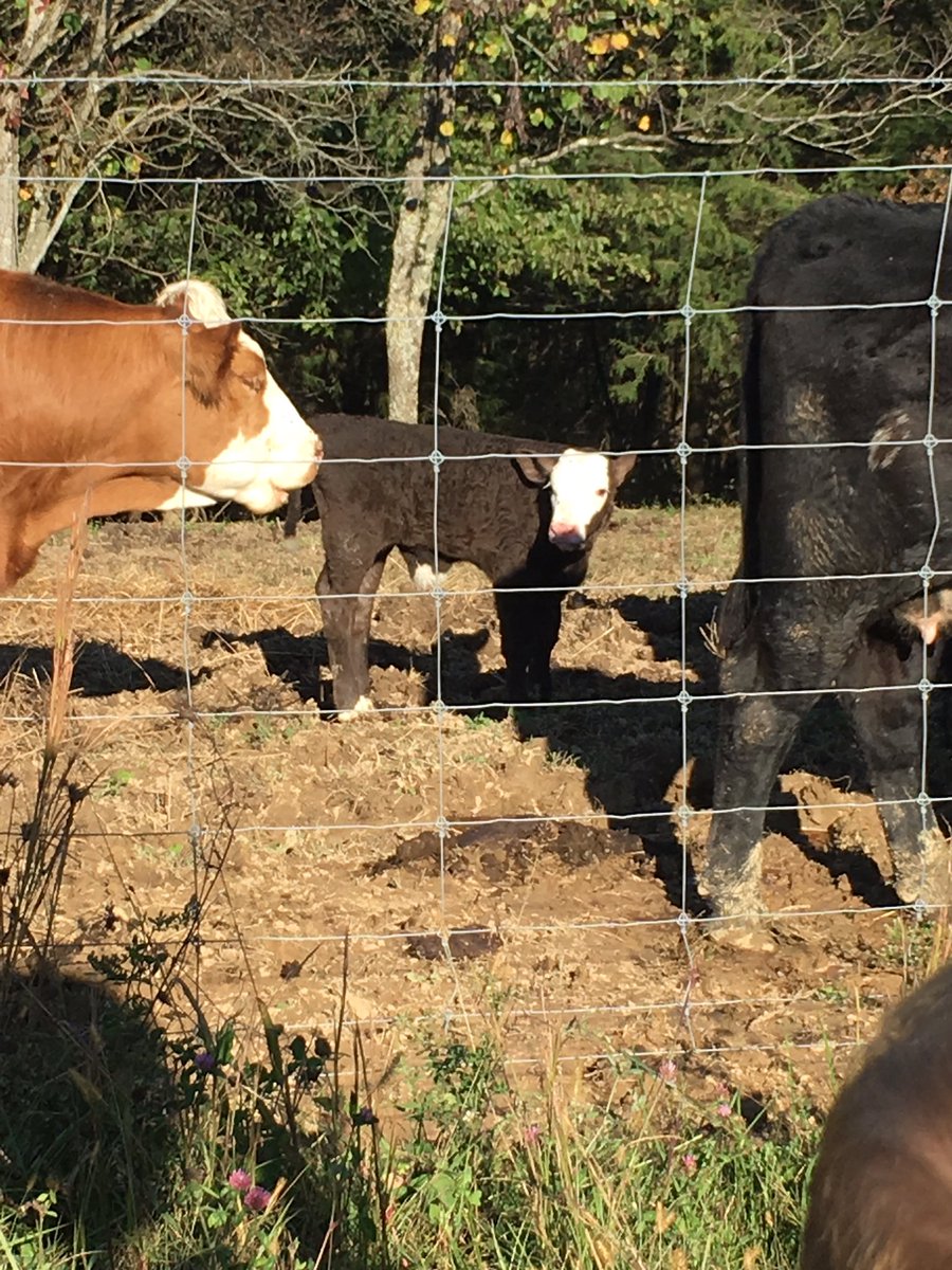 ellabowling's tweet photo. New guy on the ridge...#simmental #fallbabies #cuddlycows https://t.co/MmTZZnPEsC