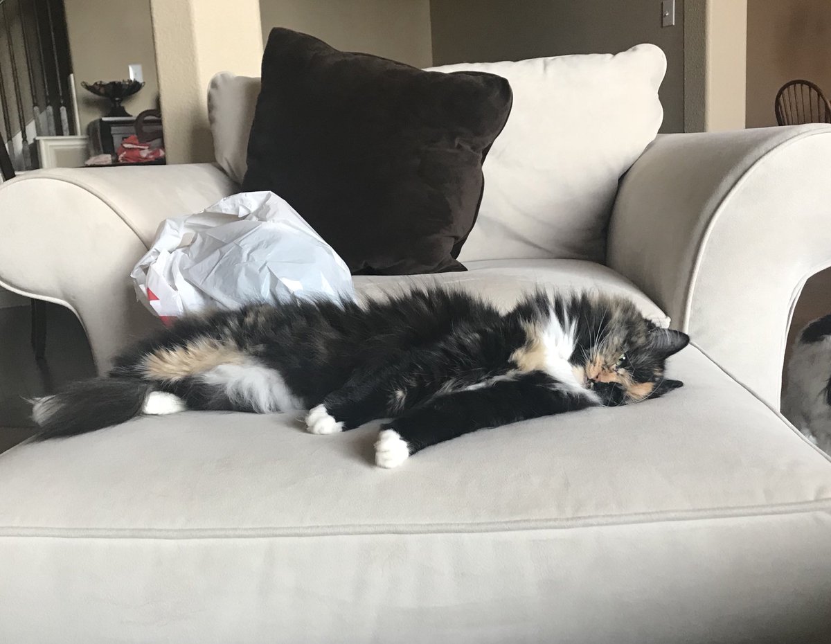 VeronicaL5209's tweet photo. Neither of them are morning furbabies ....just need 5 more minutes #grumpybabies #letemsleep #toughlife https://t.co/Y5YsMuCZ2R