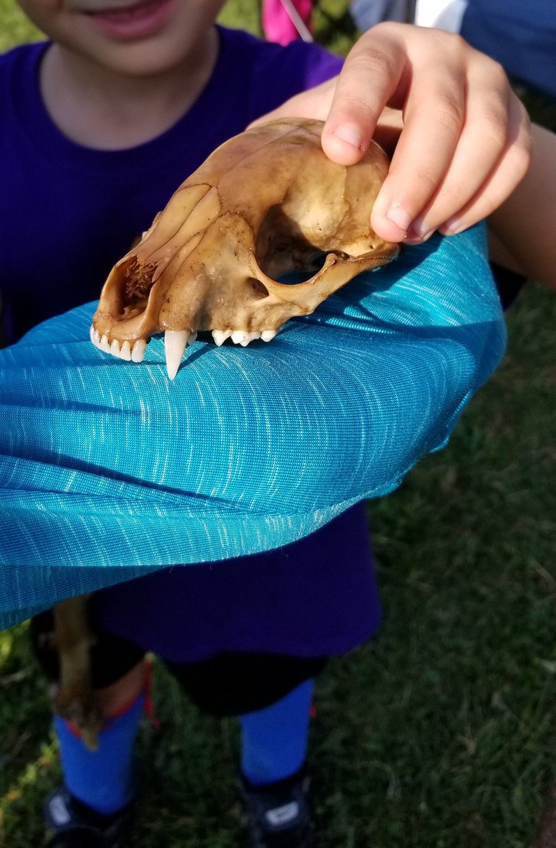 belsito's tweet photo. Found by one of the players in my son's soccer league in the woods.  Ummm.... 🤔🤔🤔 https://t.co/clYHjGHSqu