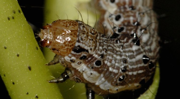 GMWatch's tweet photo. Research shows pest resistance to #GMO Bt crops surging https://t.co/U2oWWzgKrd Cases of resistance increased more than 5-fold in a decade https://t.co/Ub4MljG5hm