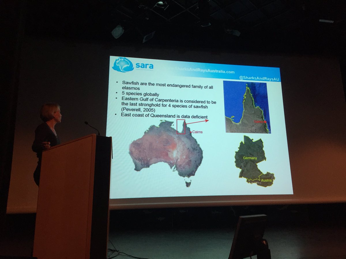Ayumi Kuramae (@ayumikuramae) on Twitter photo #EEA2017 next topic: sawfish! Super interesting, even for a non-shark scientist. Always good to learn new things 🤓 <a href="/BWueringer/">Barbara Wueringer</a> #EEA2017 next topic: sawfish! Super interesting, even for a non-shark scientist. Always good to learn new things 🤓 <a href="/BWueringer/">Barbara Wueringer</a>