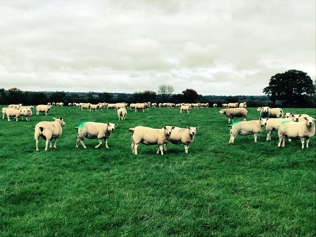 That time again. Boys are on it! #raddle #lambing2018 #rams #sheep #Sheep365 #pedigreetexels @honeyhilltexels <a href="/texelbreeders/">Lorraine</a> <a href="/totallysheep/">Totally Sheep</a> <a href="/BritishTexel/">British Texel Sheep</a> #whatido #shepherd #newventure