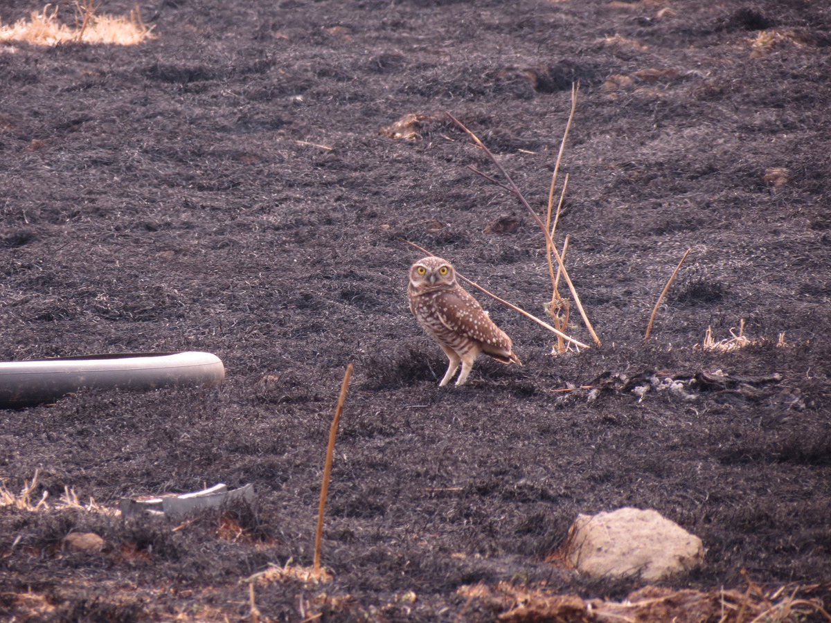 SonomaLandTrust's tweet photo. Sign of hope: Burrowing owl emerges after the fires at Sears Pt. Ranch. Read about our affected lands: https://t.co/d1Ldmn5yHt #sonomafires https://t.co/4SWrvxnfMb