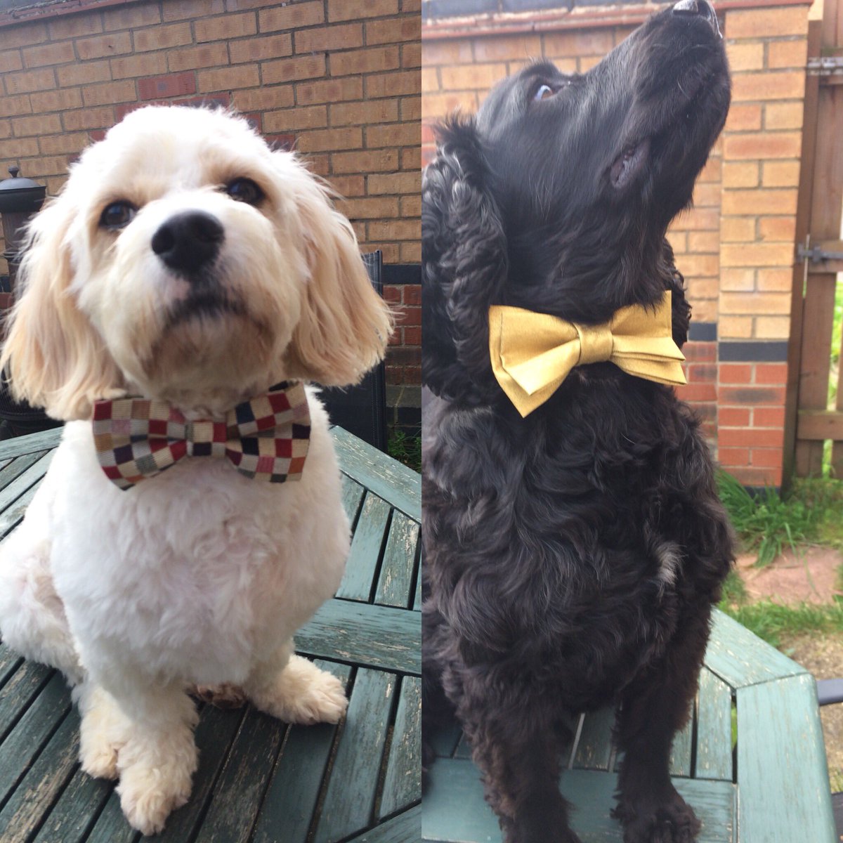Beautiful handmade doggy bow ties by the very talented Leash Boutique. Individually made for each customer. Stunning! 😍🌟🐾💍💕