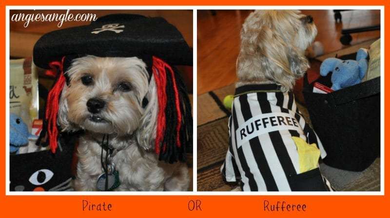 Penguinsangel's tweet photo. #ad An older post but with #Halloween approaching, the #furbabies deserve attention too. Find out how! #BeyondSnacks https://t.co/Fk7K6MYNJ1 https://t.co/6YjYr10YTp