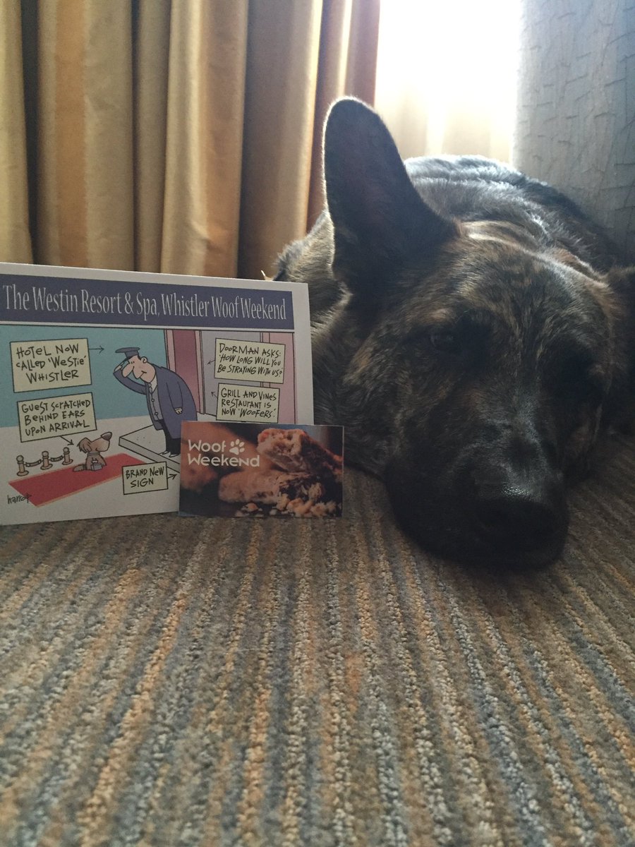 ModernDogMag's tweet photo. We are here at #WoofWeekend at the beautiful @Westin_Whistler ! Maverick is LOVING it!! He looks sad but is so tired from this AM's hike! https://t.co/NNMoOEFki7