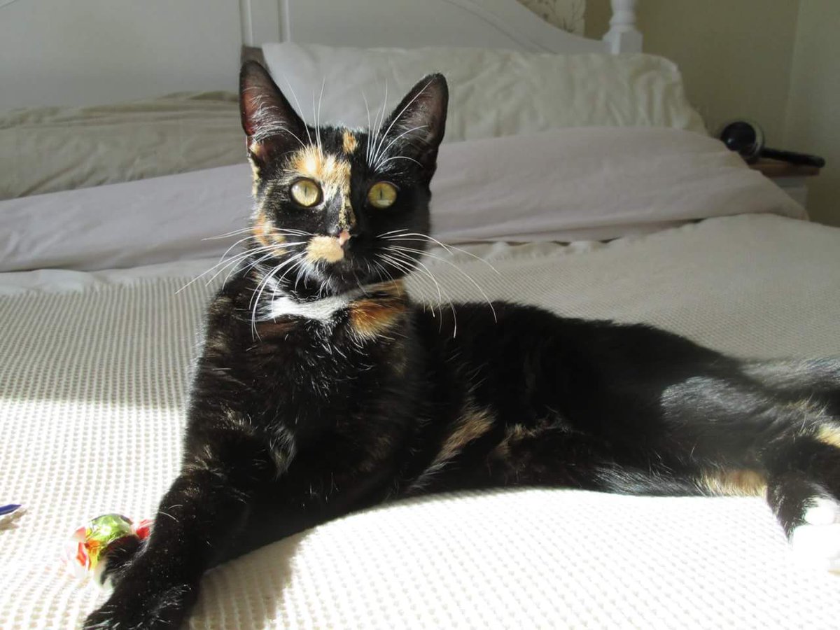 LinasCatRescue's tweet photo. Mittens has gone to her new home today😁 https://t.co/4DUrBIz5qE