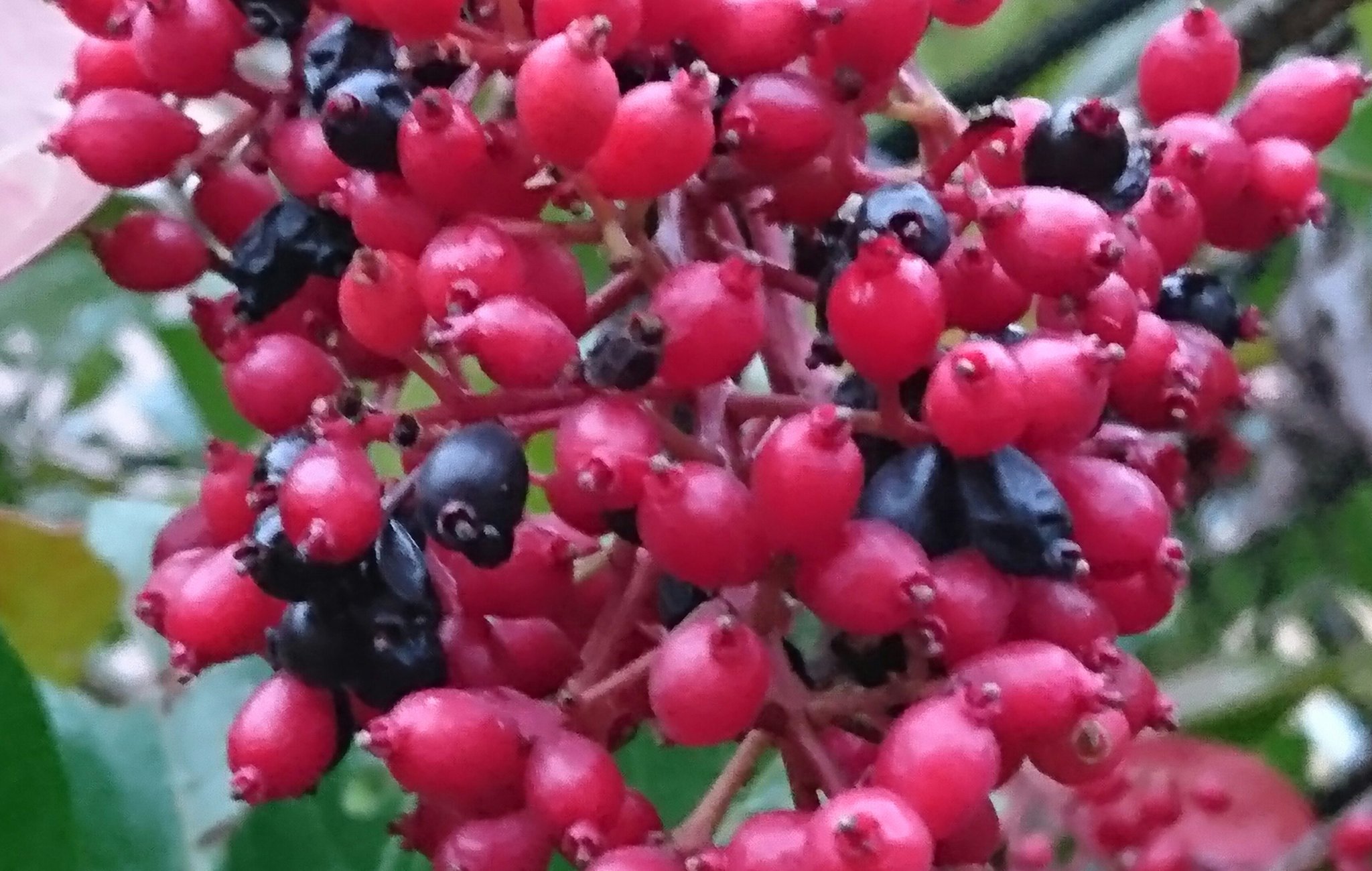 Ebimama サンゴジュ 珊瑚樹 花言葉 端麗 実が 黒く熟してきた 秋の深まりを感じる 食べれるのかな 鳥さん ｷｮﾛｷｮﾛ 居ないね 花も実も 綺麗に垂れて 美しい サンゴジュ おはようございます 日曜日 良い一日 で ありますように T Co