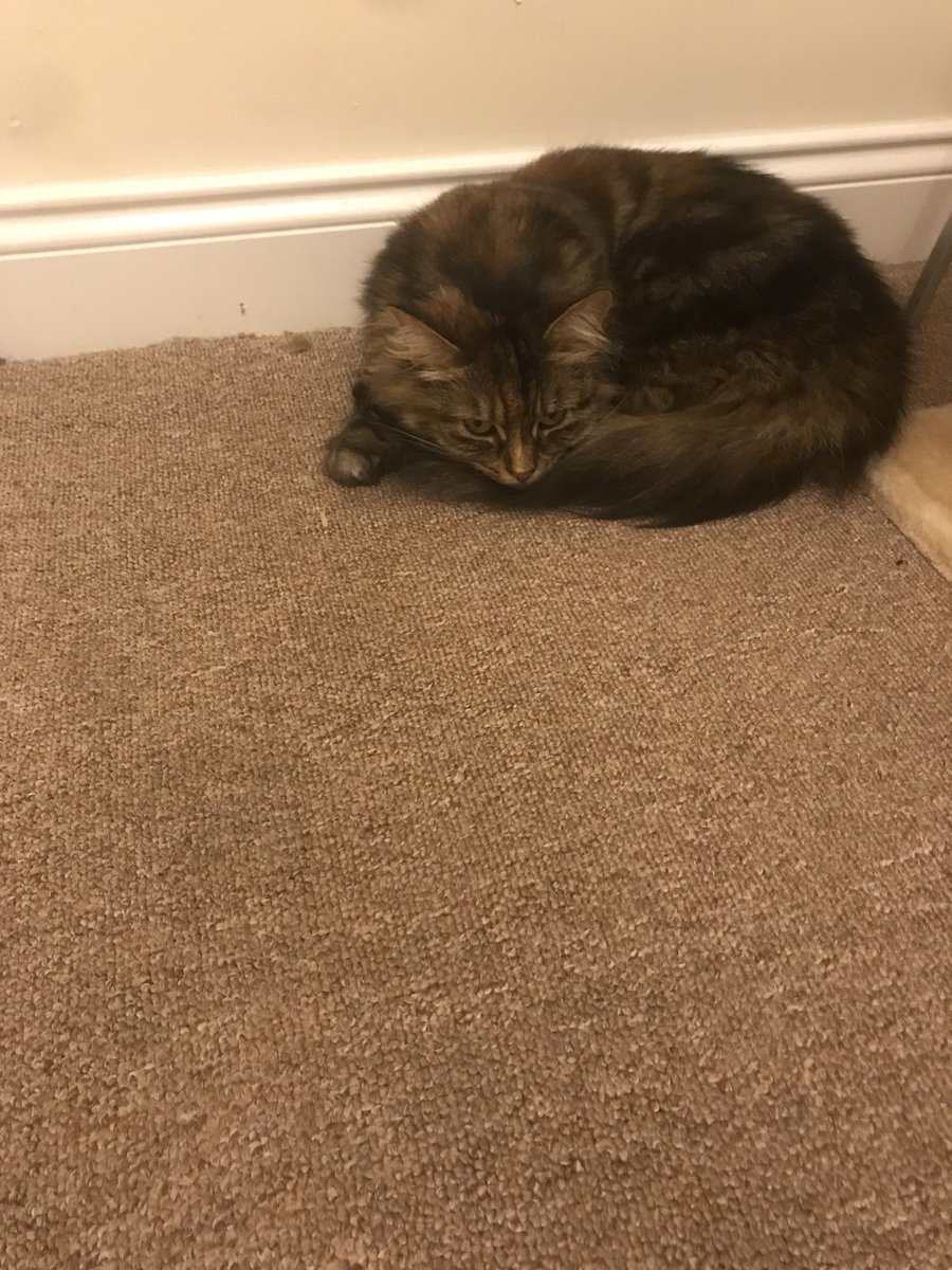 izzymcfizz's tweet photo. Nice flooofy cat bed or floor?? Hmm 😼....*thinks* floor, definitely the floor...😹 #catlogic #CatsOfTwitter https://t.co/H5dk7btsJo