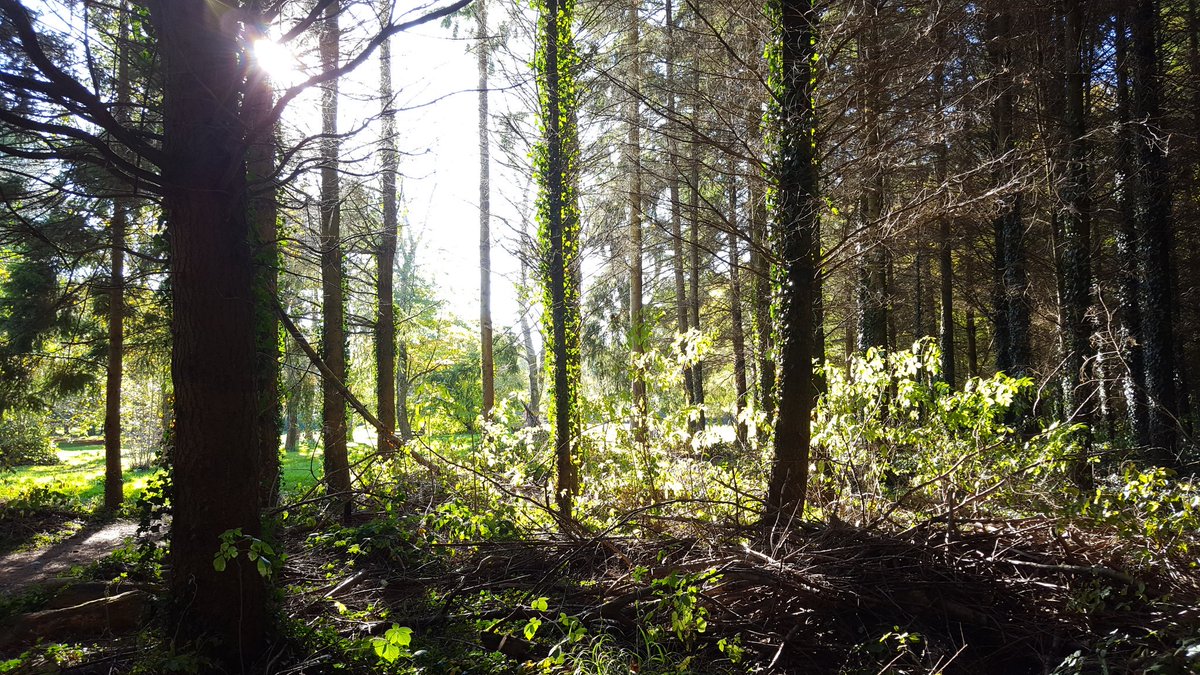 fleuriste's tweet photo. Arboretum de #LyonsLaForet ☉🌳
#campagne #nature #repos #Photo #Andelle #Saison #tourisme #soleil #garden #Champignon #fleurs #Automne https://t.co/p3NQJ26zCr