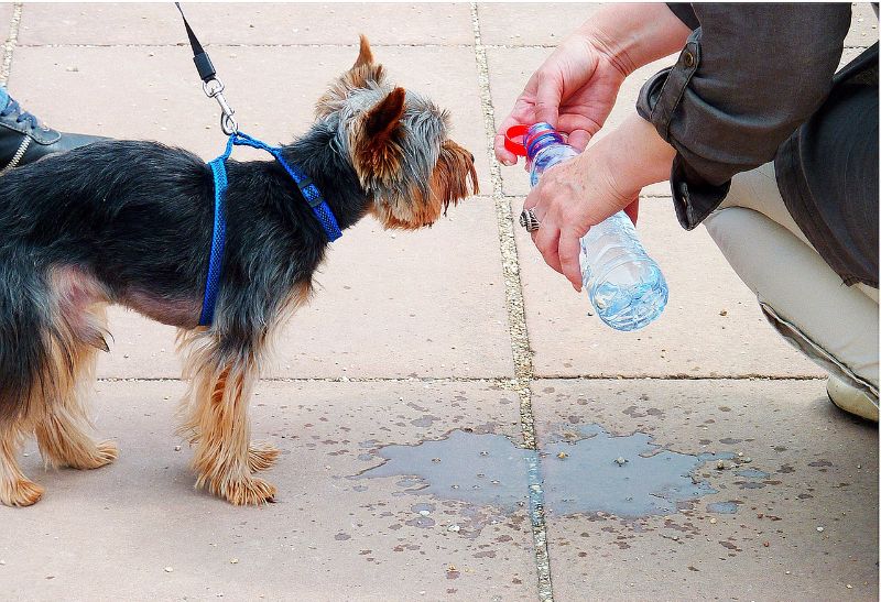 Tom_And_Co's tweet photo. N'oubliez pas de toujours veiller à ce que votre #chien ait à sa disposition de l'#eau fraîche et propre. https://t.co/i95hHlD4yP