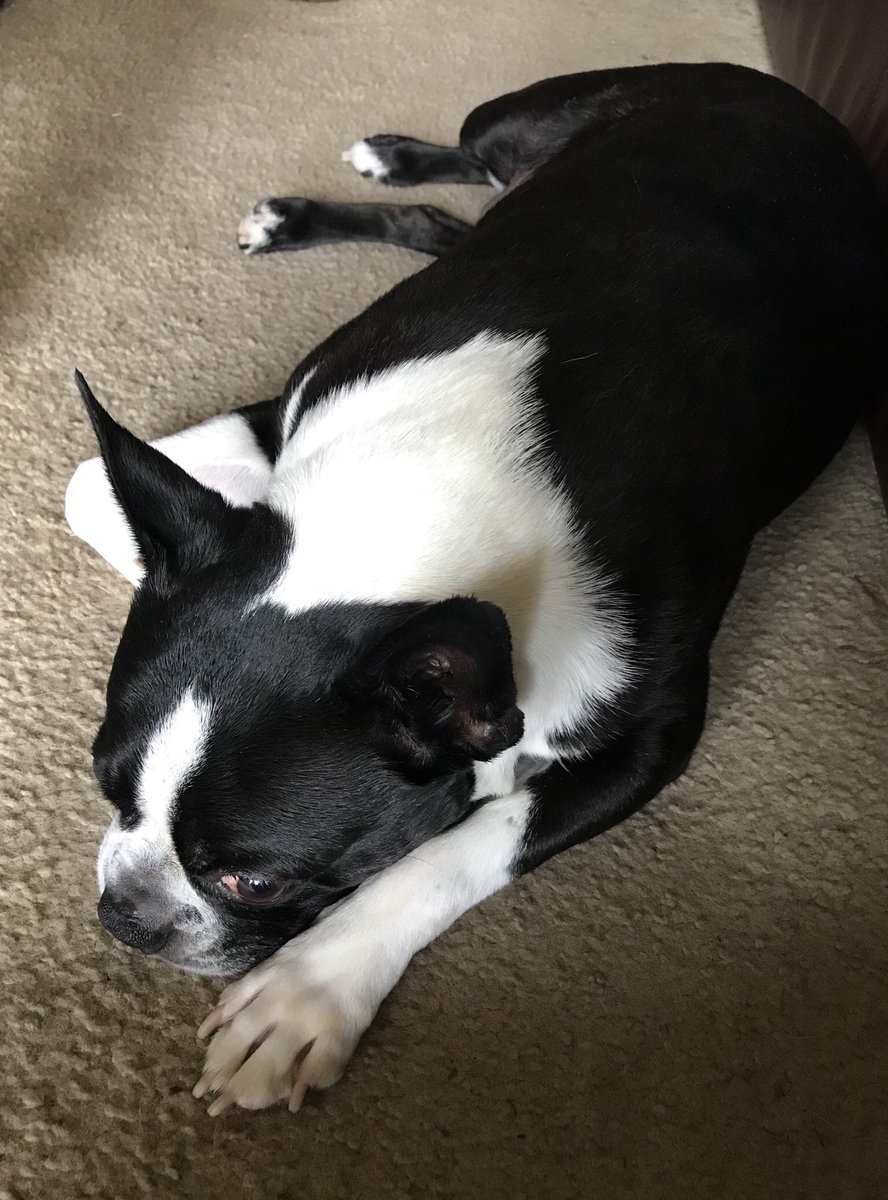 Quasi_Queen's tweet photo. T Bone doing what he does best.  #bostonterrier #bostonterrierlovers #bostonterrierlove #DogsOfTwitter @BostonTerrier77 #bostonterriermom https://t.co/SnqNHgYYYZ