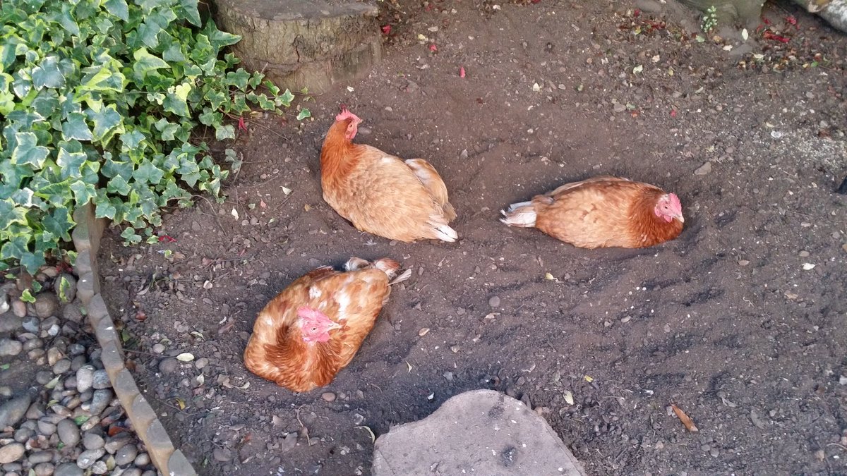 sarahchookas's tweet photo. 3 of my girls having a communal dust bath on a beautiful October evening 😊 #chickens #snapchook https://t.co/t8HoK9S8bS