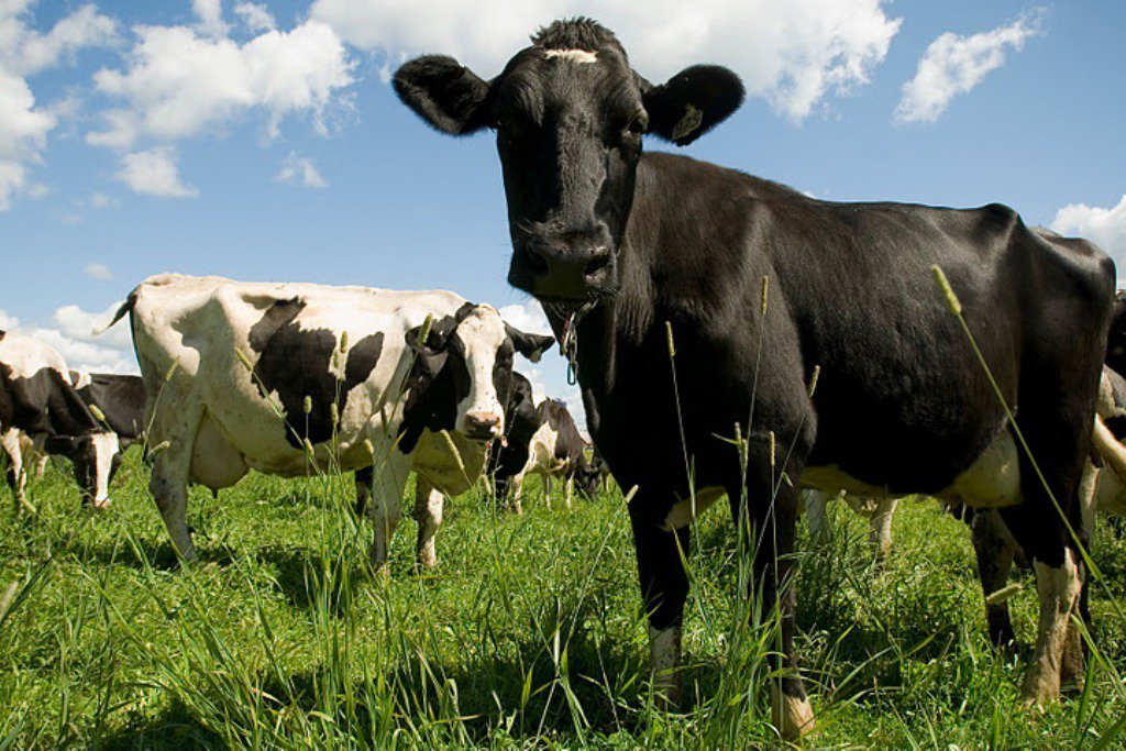 Covap's tweet photo. La producción láctea mundial sigue manteniendo la tendencia al alza. + info: https://t.co/neLmIHDH47 #leche https://t.co/OP20NAjlhv