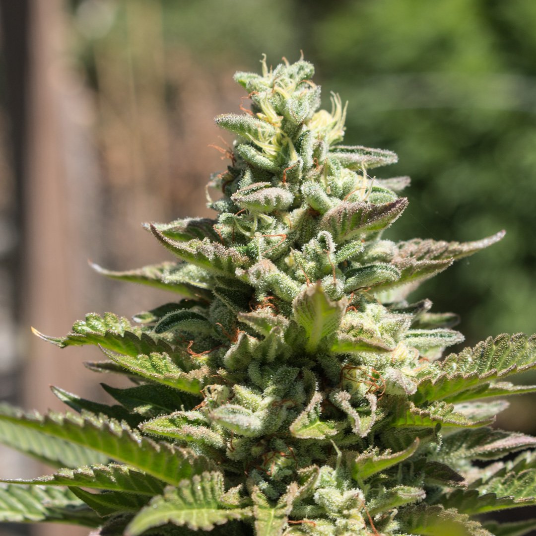 Just a beautiful Frosting plant growing 100% naturally - ptbx.co/qs #mmj #california #trichomes