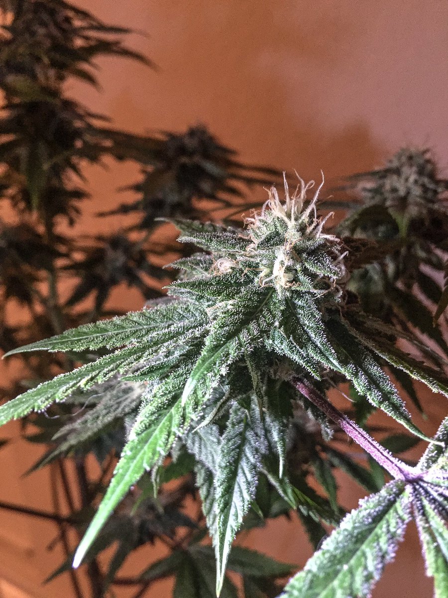 TylerKison67's tweet photo. 2 weeks canβt come fast enough. #harvest #cantwait #generalorganics #vermifire #blackice https://t.co/BXXEVitb8z