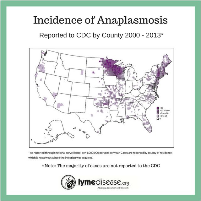 Lymenews's tweet image. The incidence of tick-borne Anaplasmosis is increasing. Here&apos;s what you need to know. #Anaplasma #LymeDisease 
 lymedisease.org/lyme-sci-anapl…