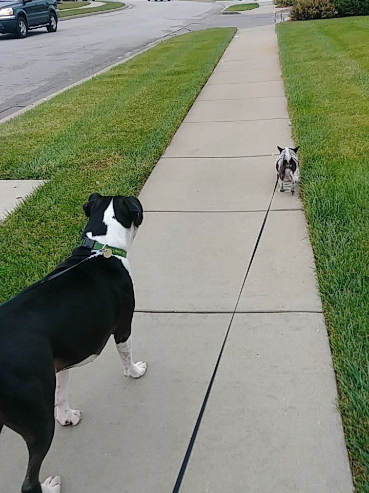 SJ_ApexKC's tweet photo. Walking to Starbucks!
#HumidDay #LazyDay
#DogsLifeInTheCity #NeedCaffeine https://t.co/Nyv916flld