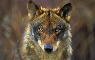 ecoticiasRED's tweet photo. Exigimos la suspensión inmediata de las batidas con cazadores en Asturias para matar lobos https://t.co/161EvvFRnj https://t.co/imKFmVcYiM