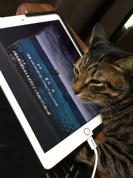 タブレットが好きな猫♂ https://t.co/CWi2nlGfoo