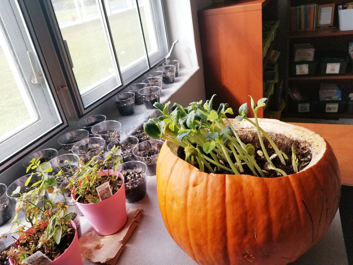 Claim:  If you put soil and water in a pumpkin it will...