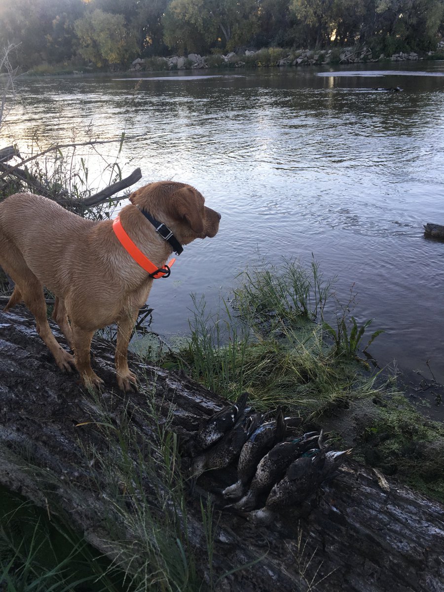 1BlindFaith's tweet photo. Early season duck on the Platte river https://t.co/JSJZCV8Kd2